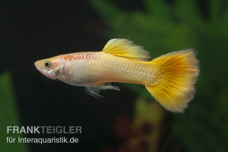 Guppy jaune, Poecilia reticulata, par couple