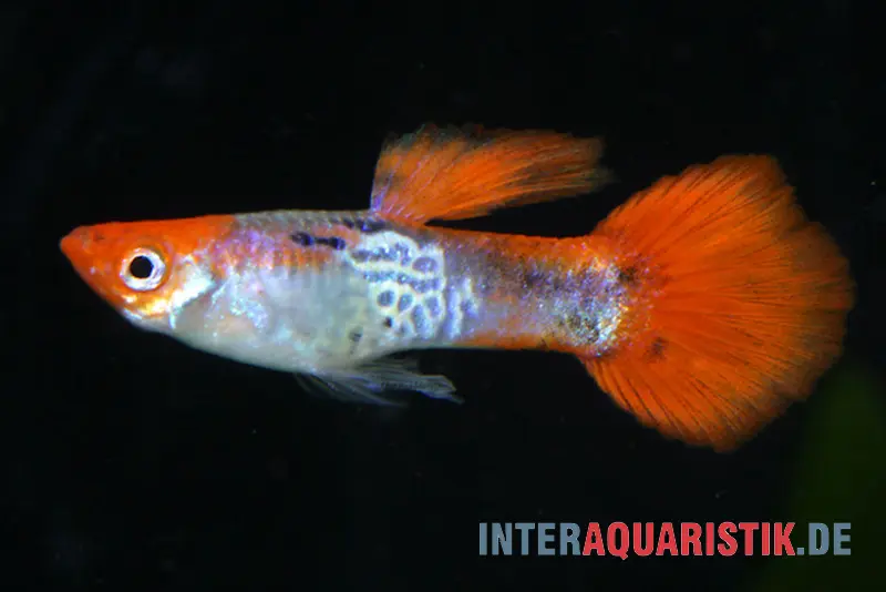 Guppy Cobra Red Cap, Poecilia reticulata, par couple