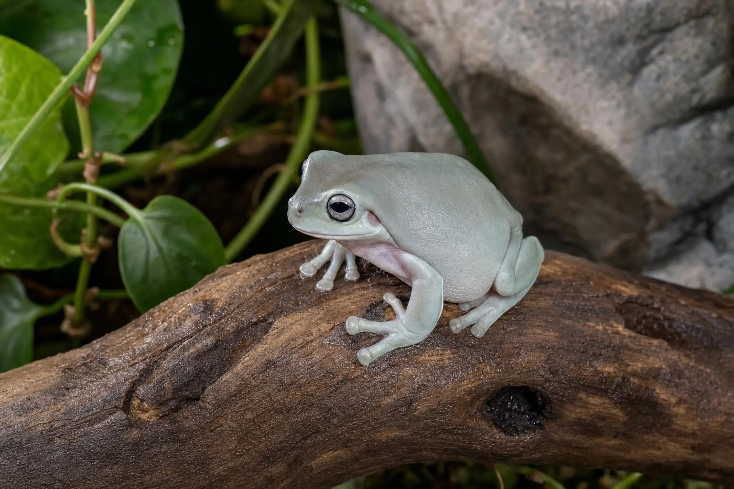 Rainette à doigts coralliens « Super Snow », Litoria caerulea