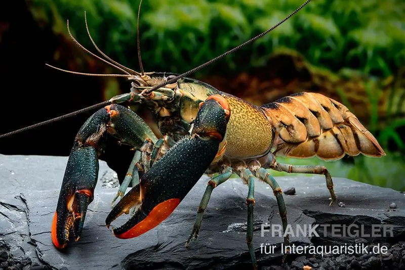 Écrevisse tigre noire, Cherax sp. « Black Tiger »