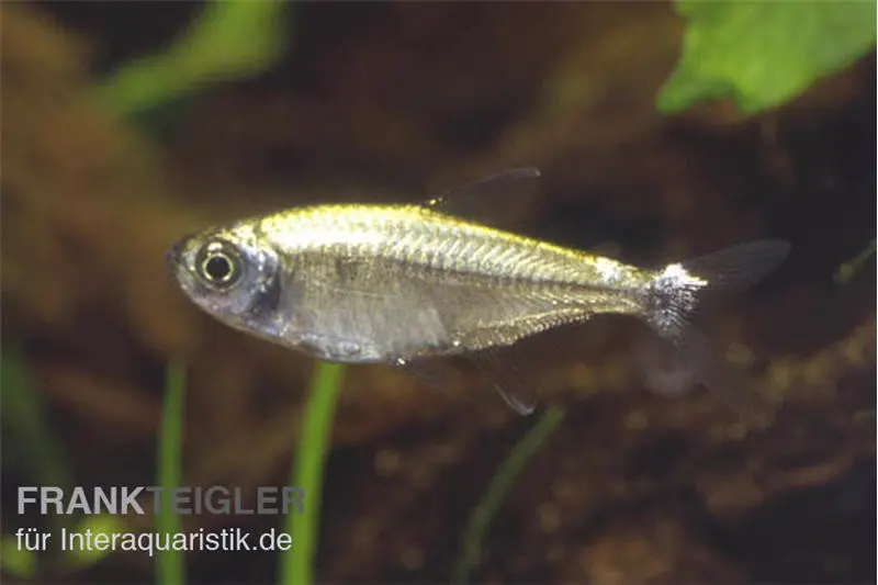 Tétra soleil, Hyphessobrycon eos, env. 2 cm, issu d’élevage
