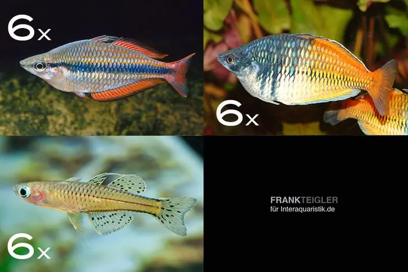 Assortiment de poissons d’ornement arc-en-ciel pour 100 cm