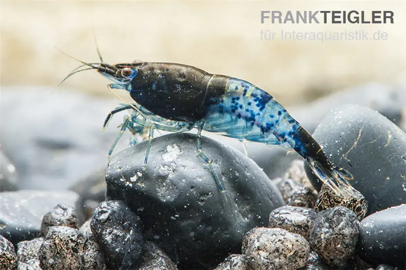 Crevette Blue Rili, Neocaridina davidi