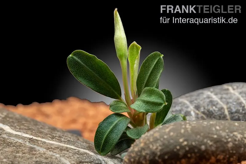Bucephalandra "Phoenix", plante non fixée