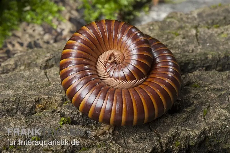 Mille-pattes ouest-africain, Telodeinopus assiensis