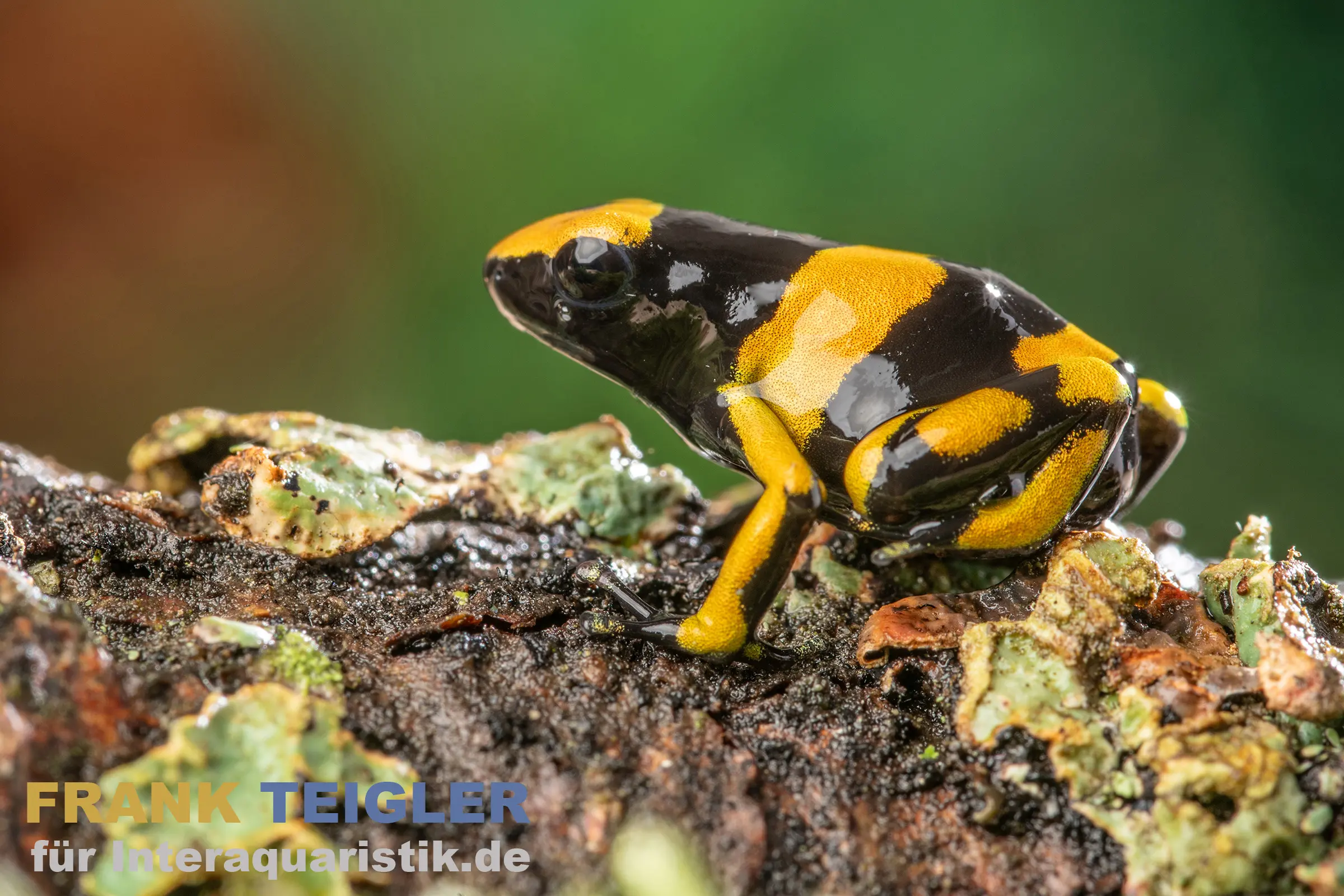 Dendrobate à bandes jaunes, Dendrobates leucomelas Delta Amacuro