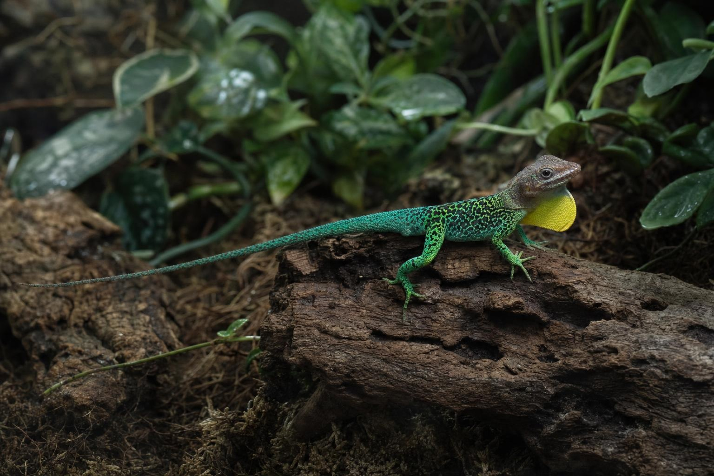 Anolis caribéen à tête rousse, Anolis m. marmoratus