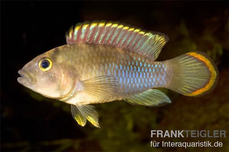Cichlidé nain panda, Apistogramma nijsseni, par couple