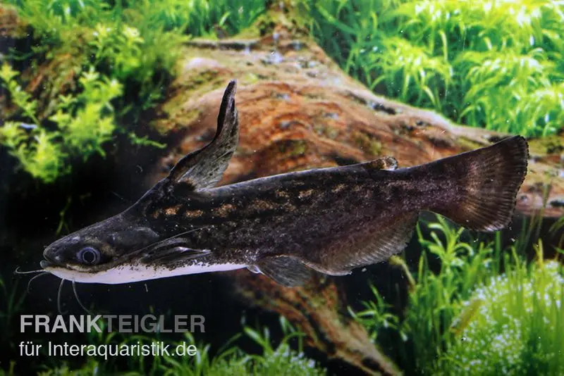 Silure des racines, Trachelyopterus fisheri