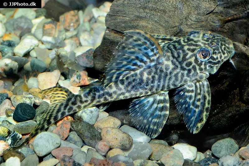 Pléco, Hypancistrus spec. L411 « Monte Duorado », 5-6 cm NC