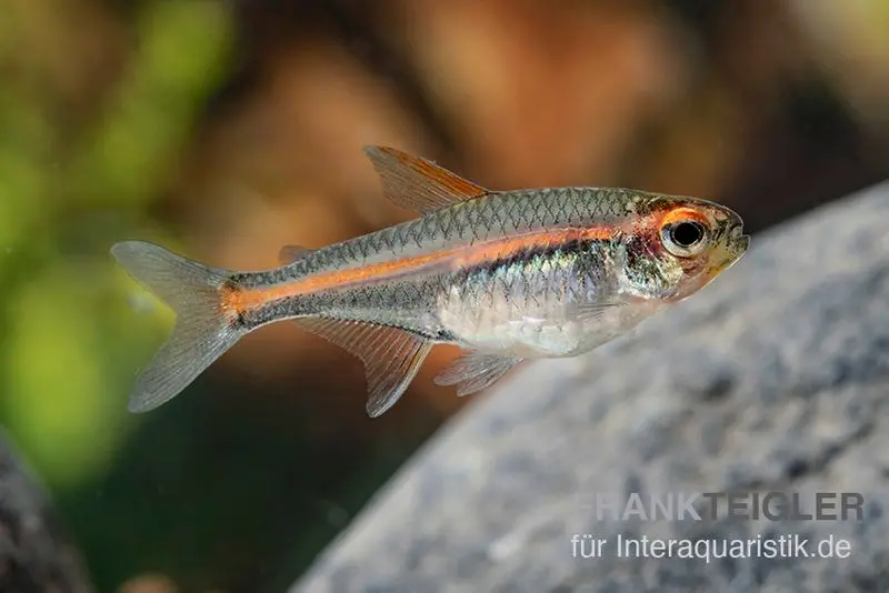 Tétra lumineux, Hemigrammus erythrozonus