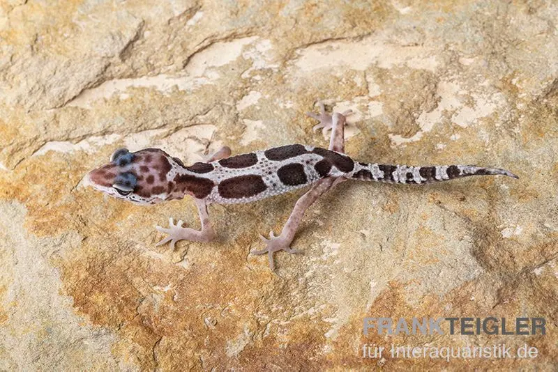 Gecko léopard, Eublepharis macularius, MACK SNOW