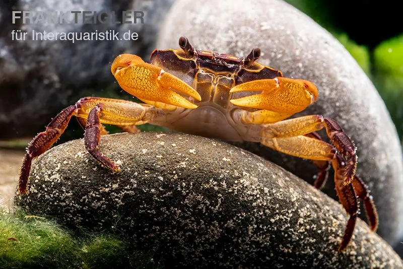 Crabe pastèque, Thaksinthelphusa yongchindaratae