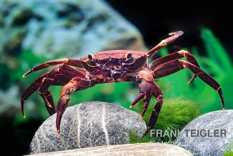 Crabe violet de Matano, Syntripsa matanensis