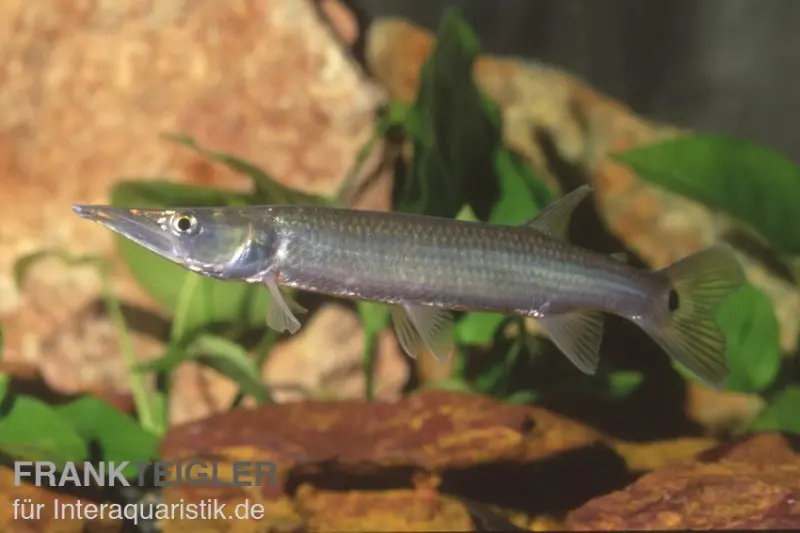 Hujeta-tétra brochet, Ctenolucius hujeta
