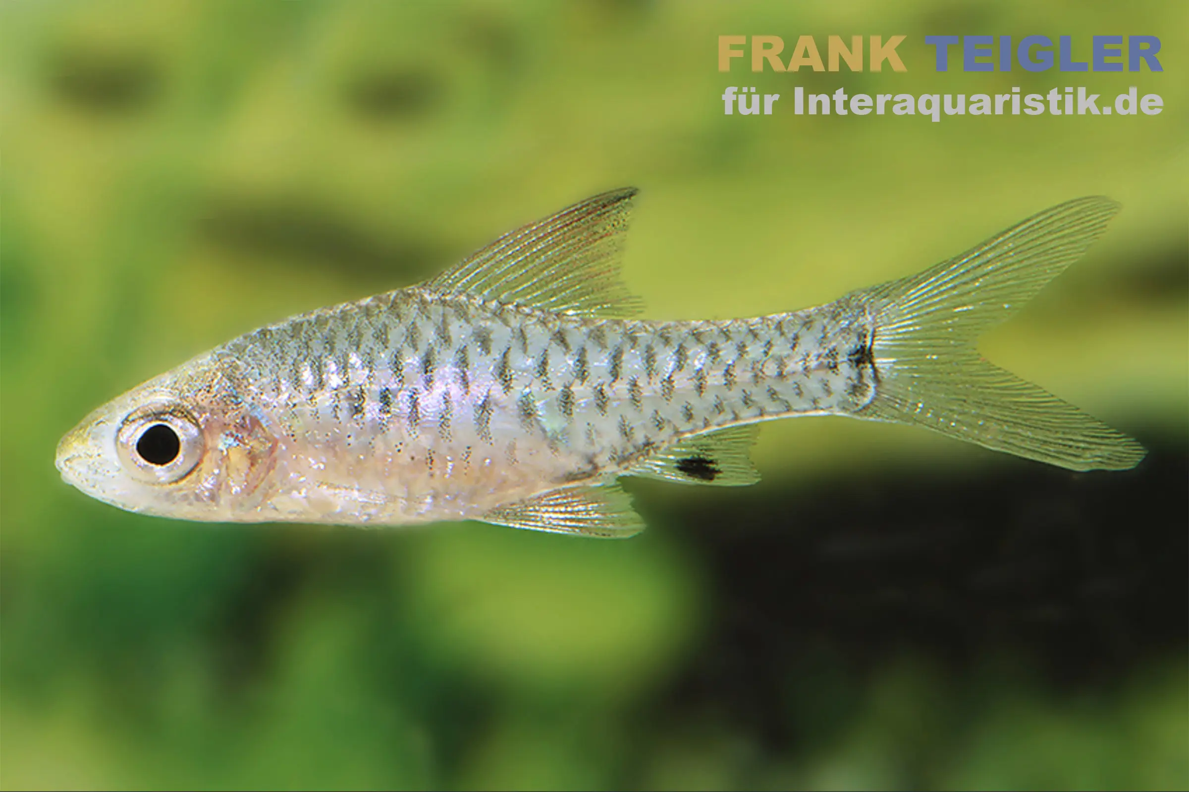 Barbus nain de Roloff, Oreichthys parvus (minipoisson)