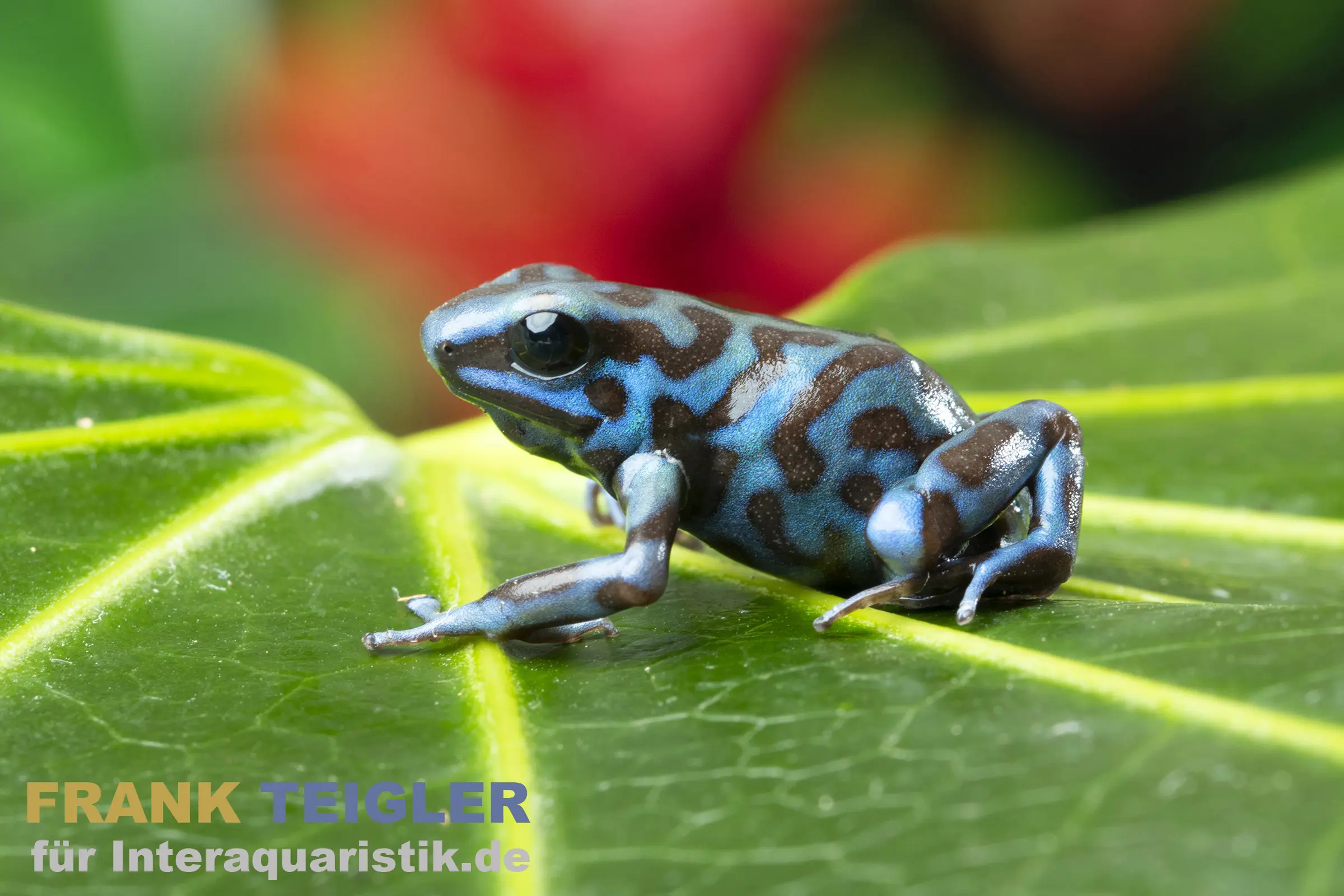Dendrobate doré La Coca, Dendrobates auratus
