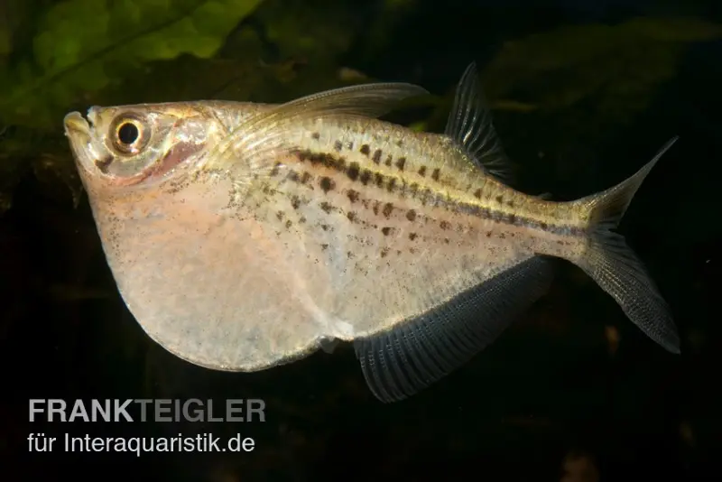 Grand poisson-hachette, Gasteropelecus maculatus