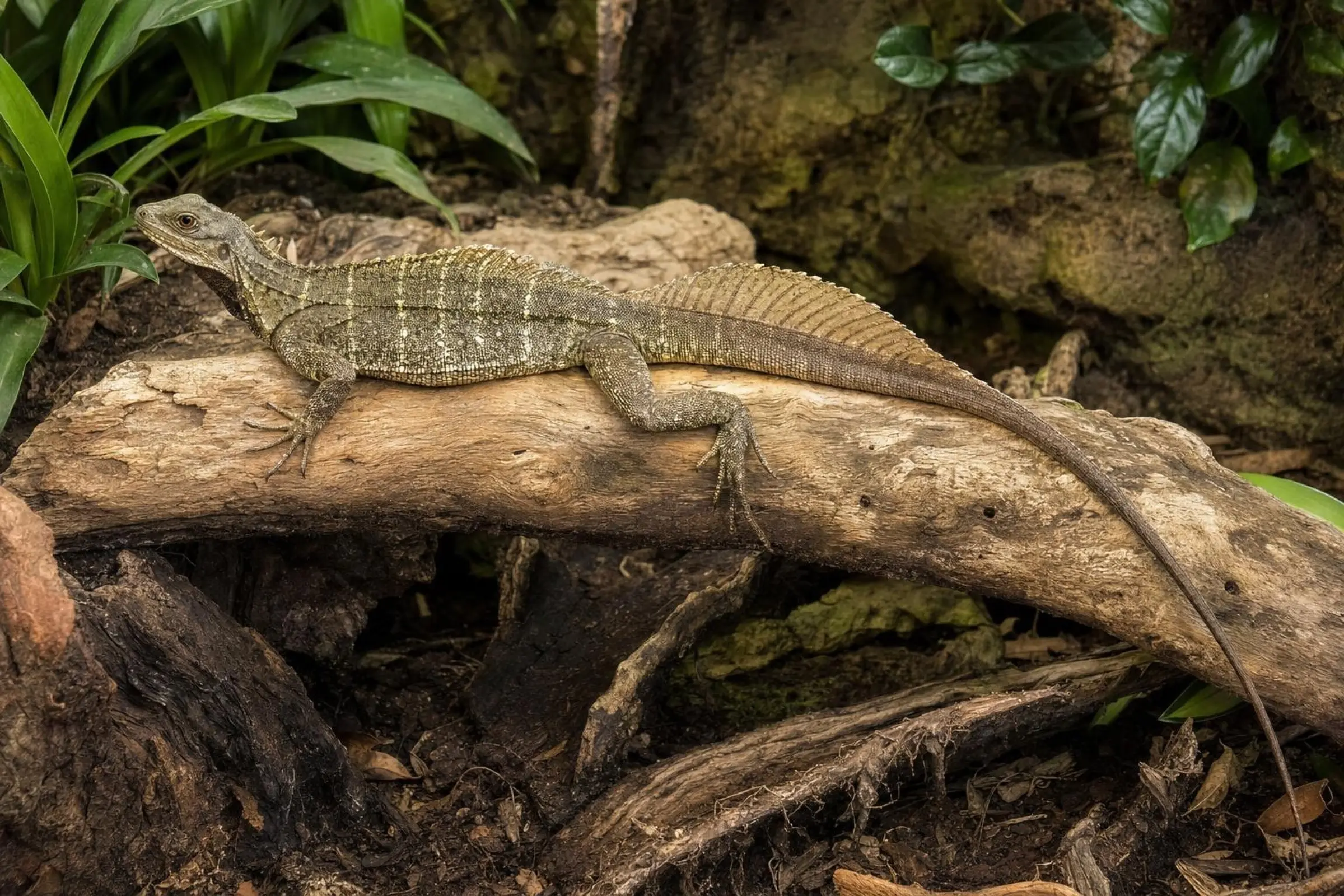 Lézard à voile de Makassar, Hydrosaurus microlophus