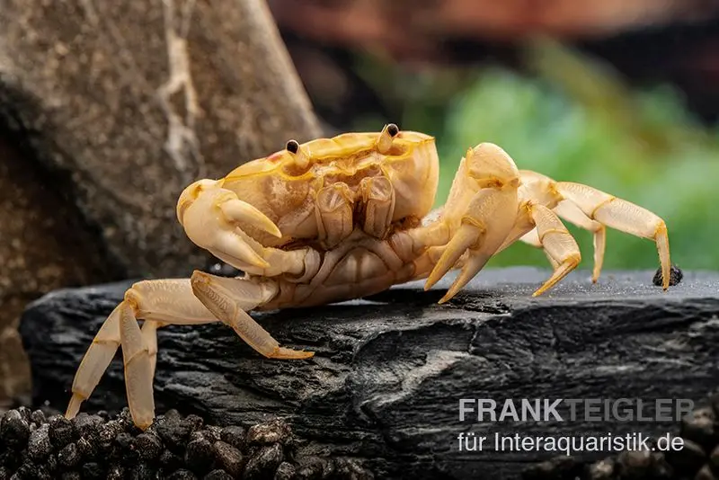 Crabe de feu, Holthuisana cf. lipkei
