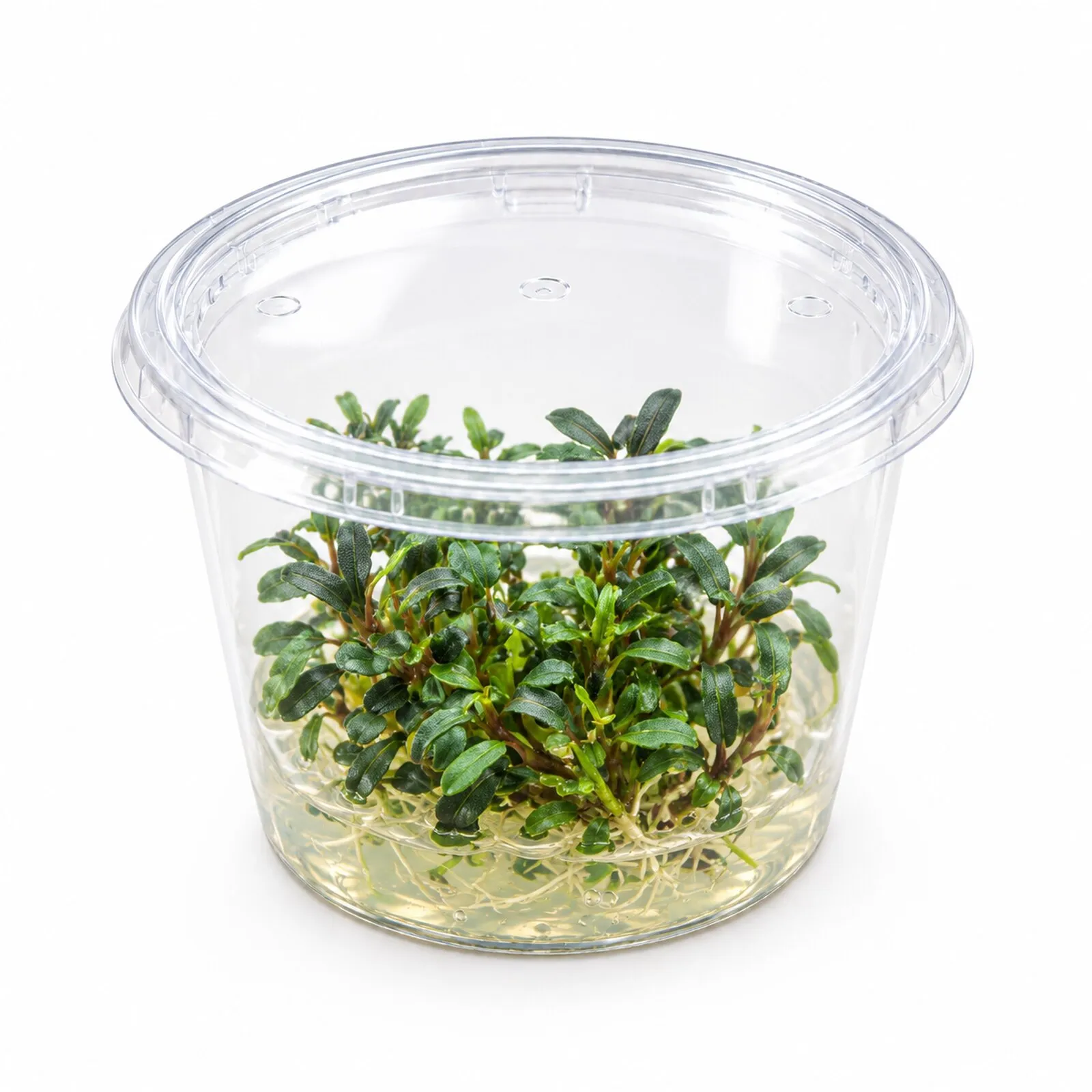 Bucephalandra « Needle Leaf », Bucephalandra micrantha « Needle Leaf » In-Vitro