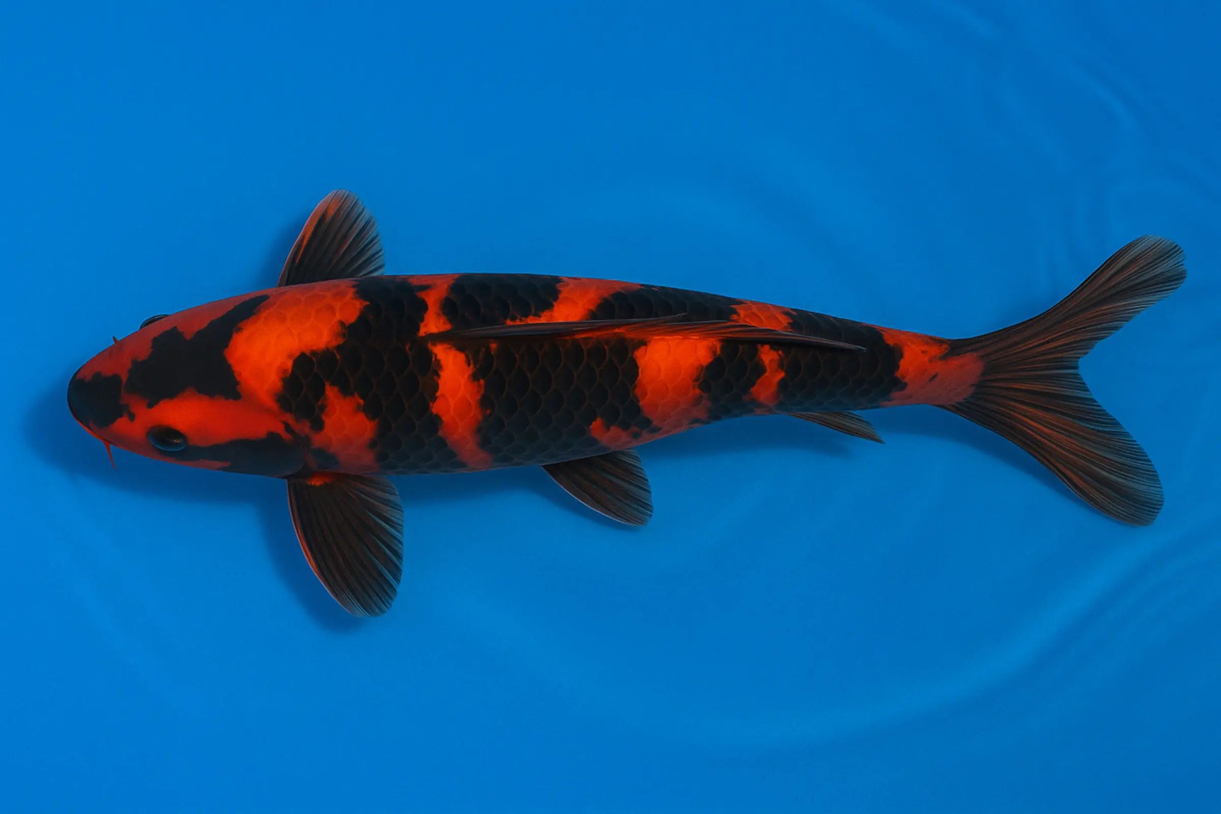 Koi japonais Miyako Tosai Hi Utsuri, Cyprinus carpio, 13-16 cm