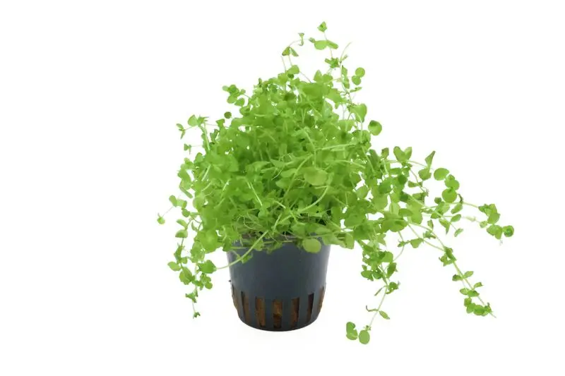 Micranthème, Micranthemum umbrosum, en pot