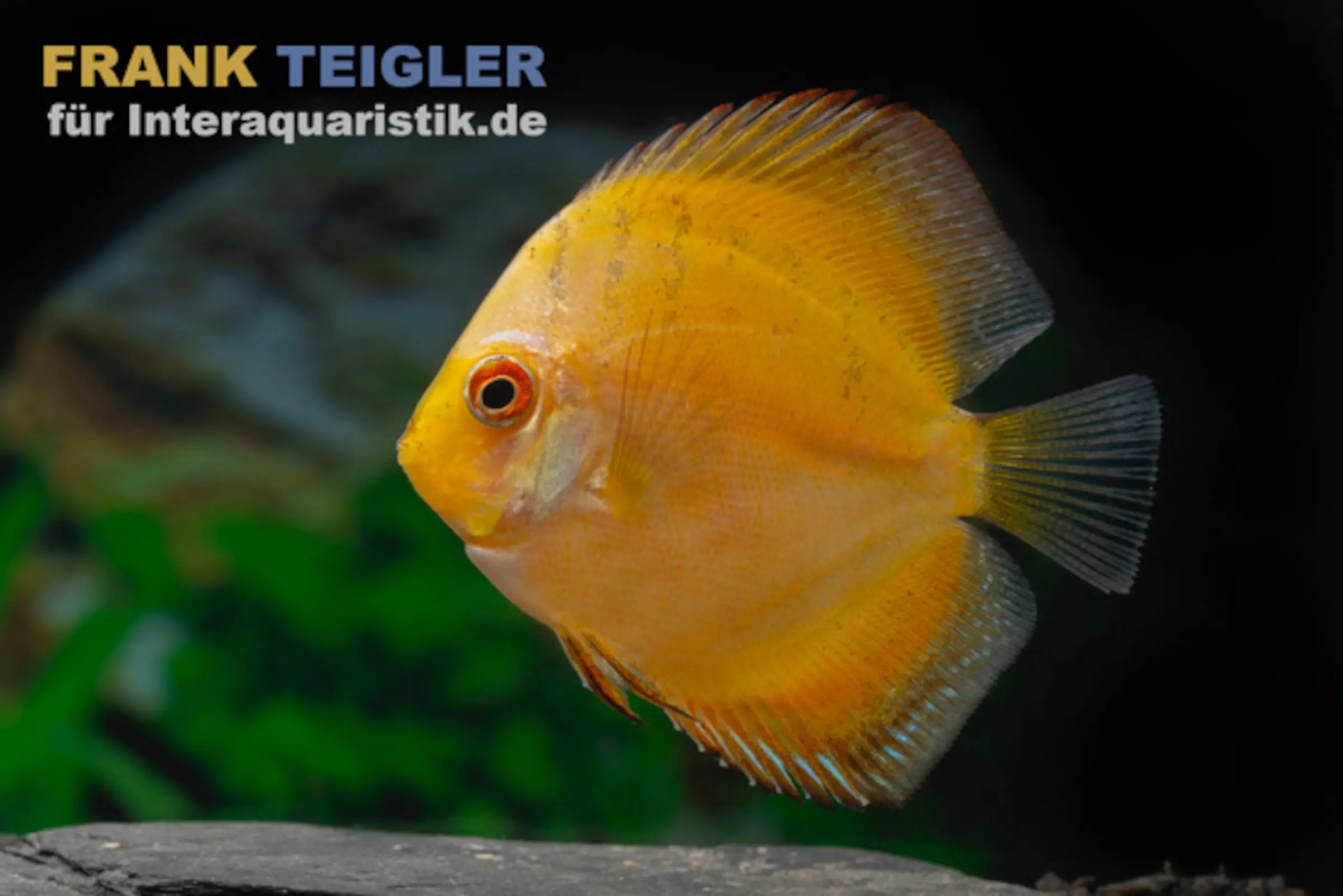Discus élevage asiatique, Symphysodon discus « Jaune »