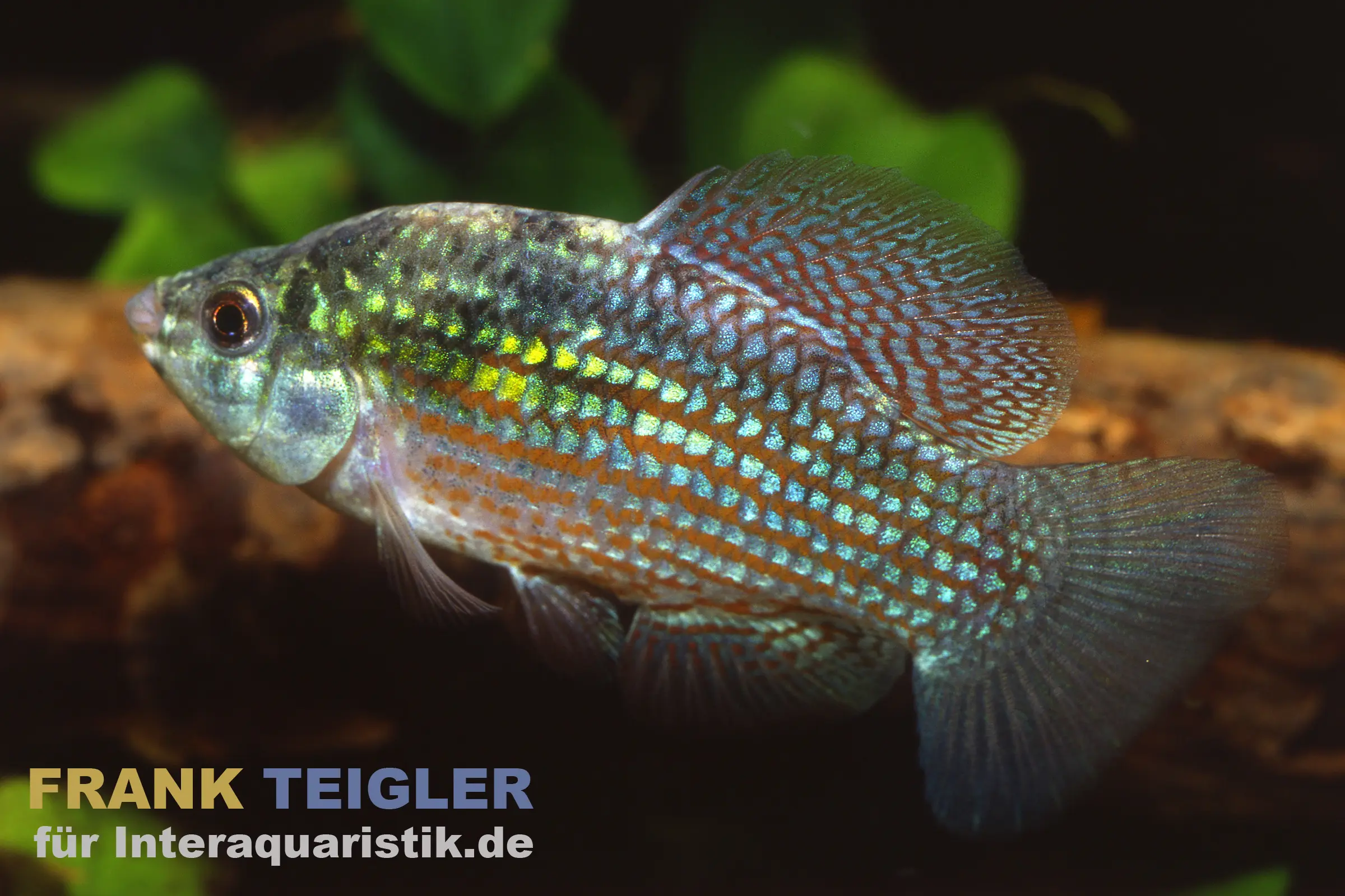 Killi porte-drapeau de Floride, Jordanella floridae (eau froide & eau chaude)