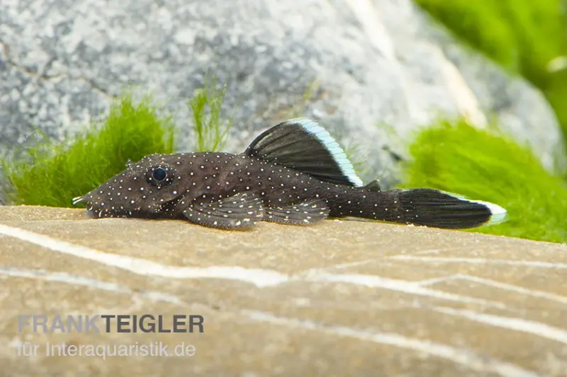 Ancistrus à antennes bleu (authentique), Ancistrus dolichopterus L183, 4-6 cm