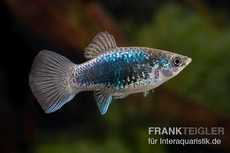 Platy Tuxedo bleu, Xiphophorus maculatus