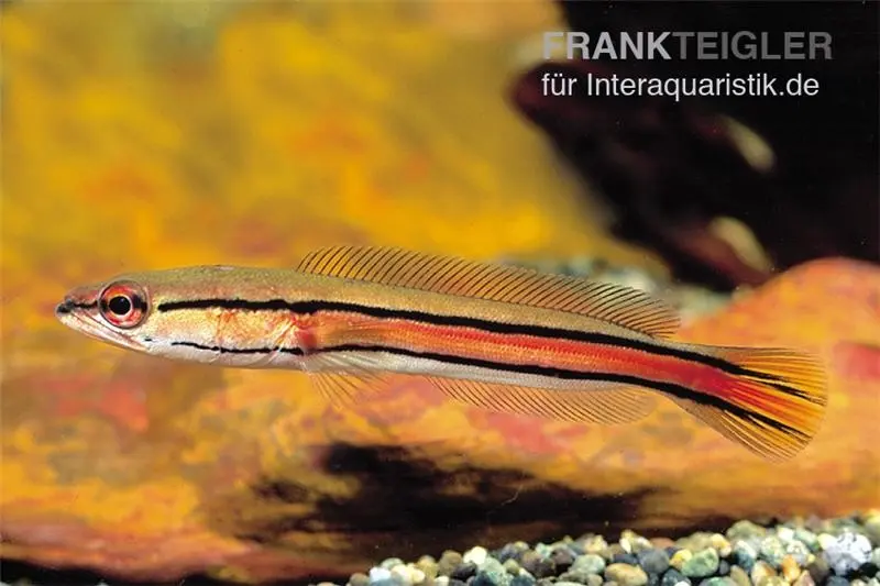 Poisson-tête-de-serpent à lignes dorées, Channa micropeltes