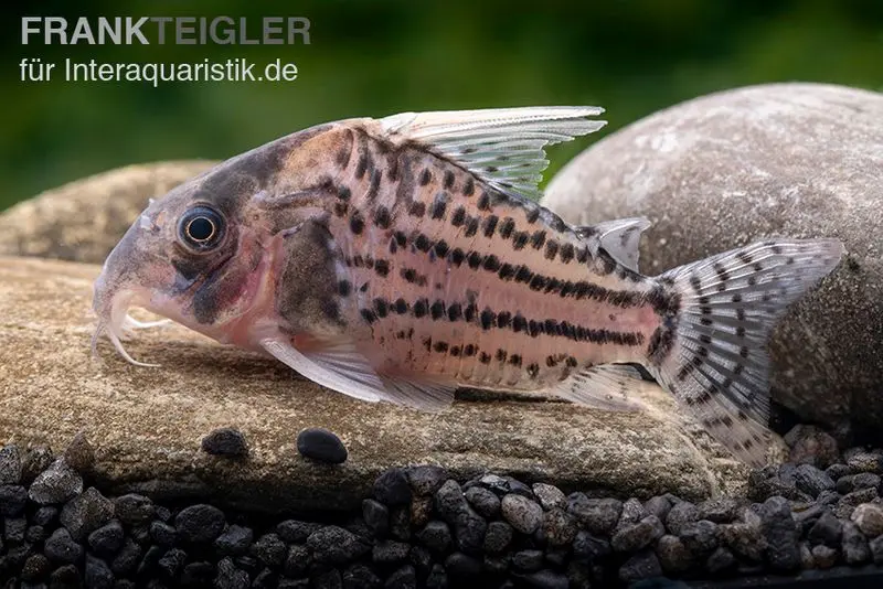 Corydoras cuirassé Super-Schwartz, Corydoras sp. « Super Schwartzi Highfin » CW 28