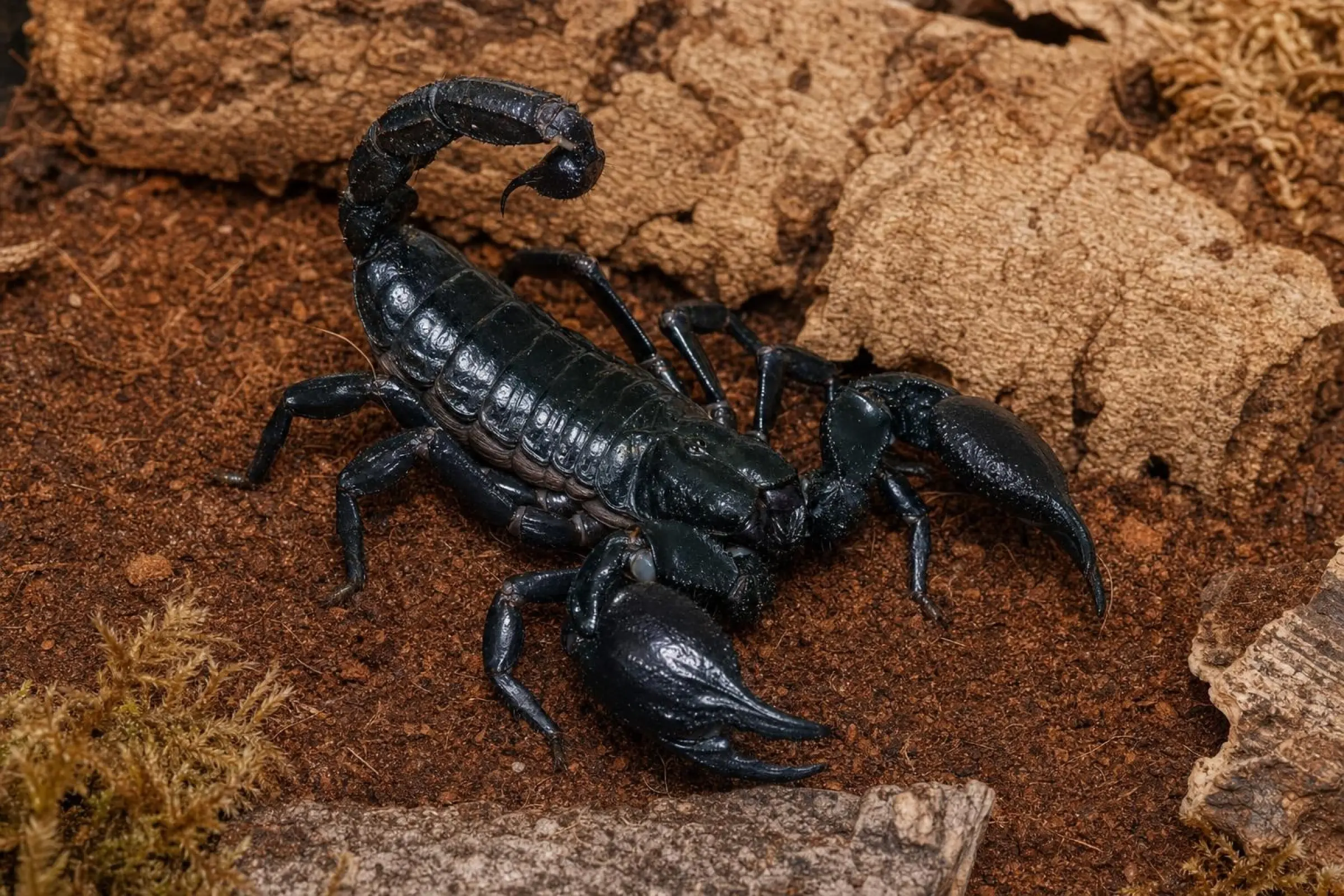 Scorpion noir du Laos, Heterometrus laoticus