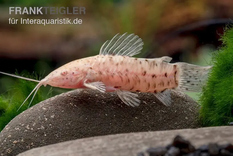 Silure cuirassé marbré albinos, Hoplosternum thoracatum