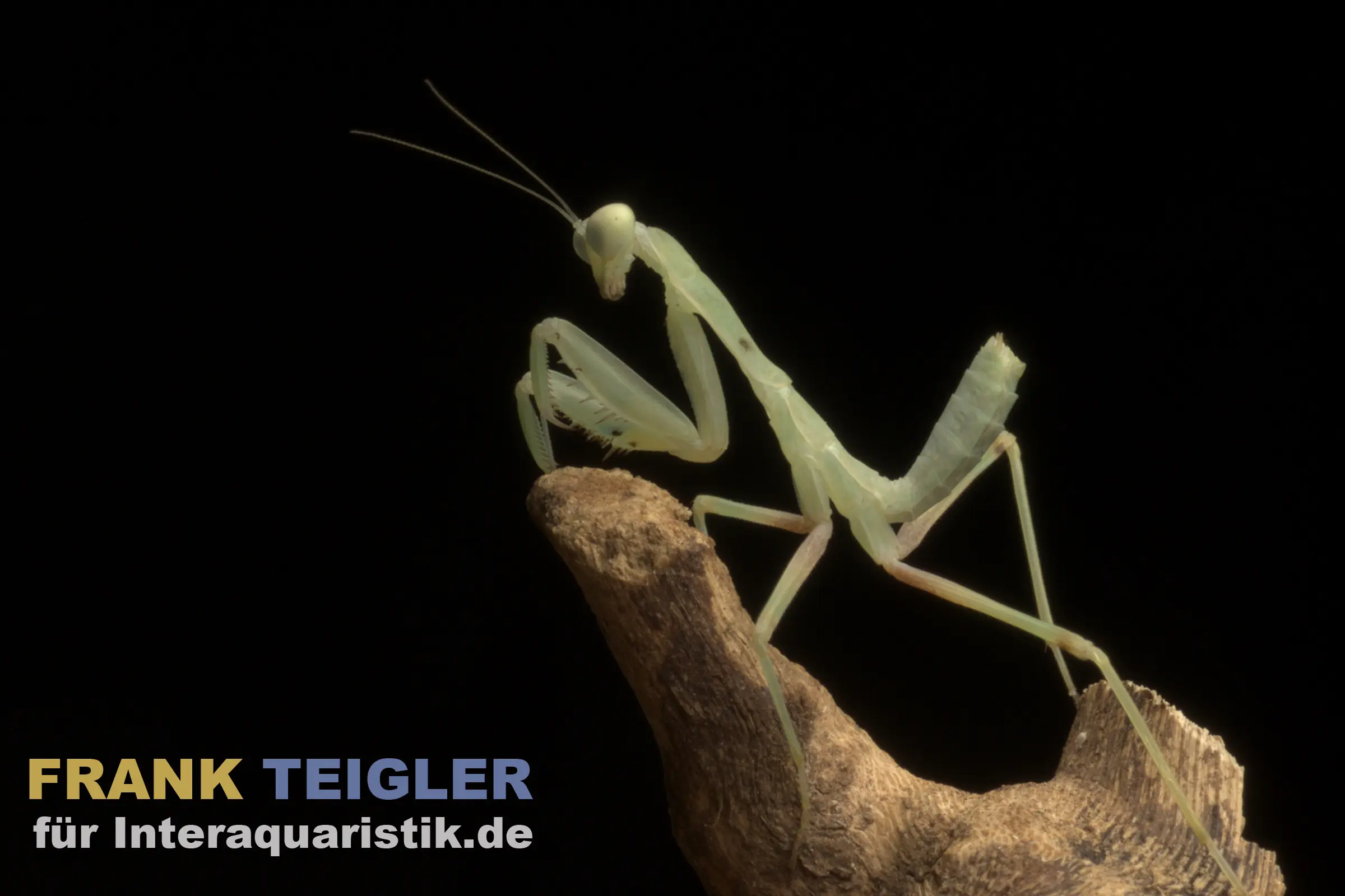 Mante religieuse verte « curry », Sphodromantis lineola