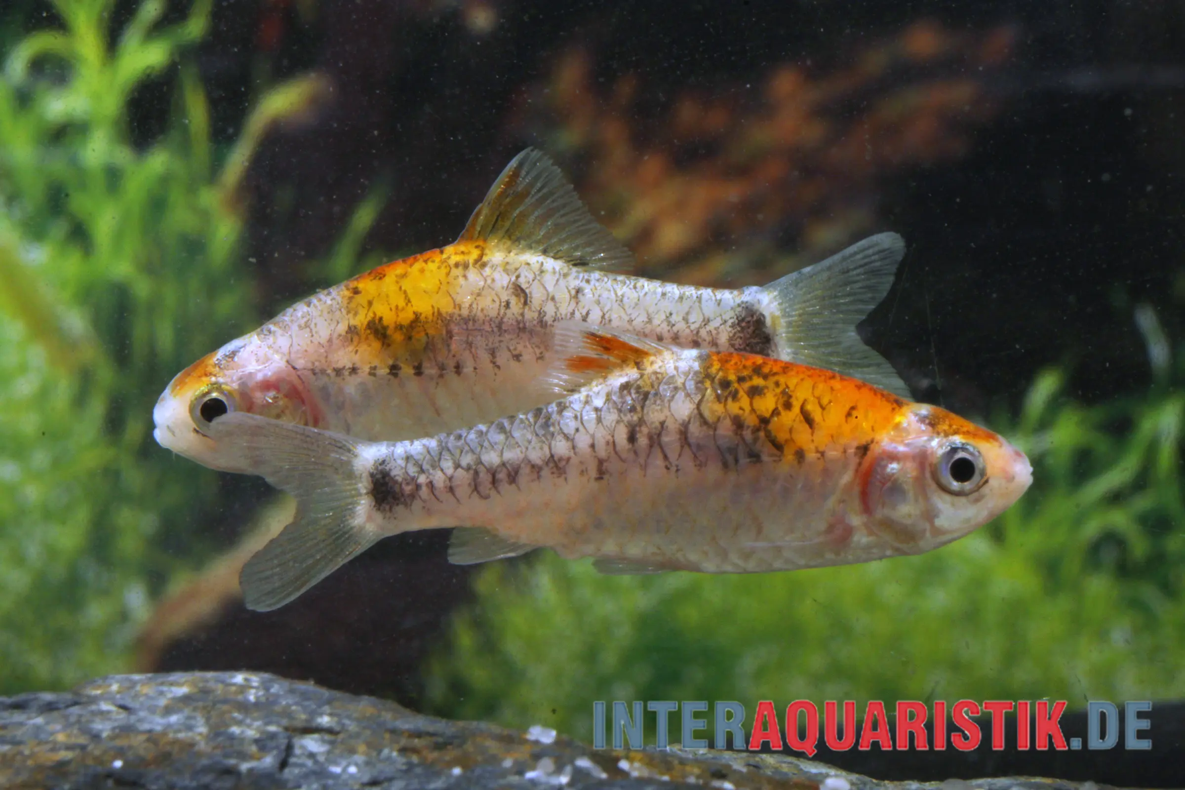 Barbus brocart koi, Barbodes schuberti KOI
