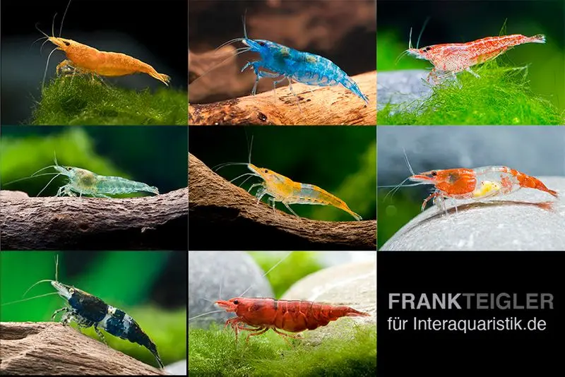 Mix de couleurs de crevettes naines Neocaridina