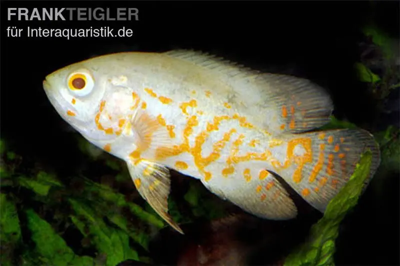 Cichlidé à ocelles, Oscar albinos tigre rouge, Astronotus ocellatus « Red Tiger albino »