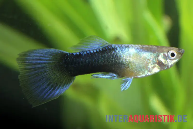 Guppy Turquoise Blue, Poecilia reticulata, vendu par couple