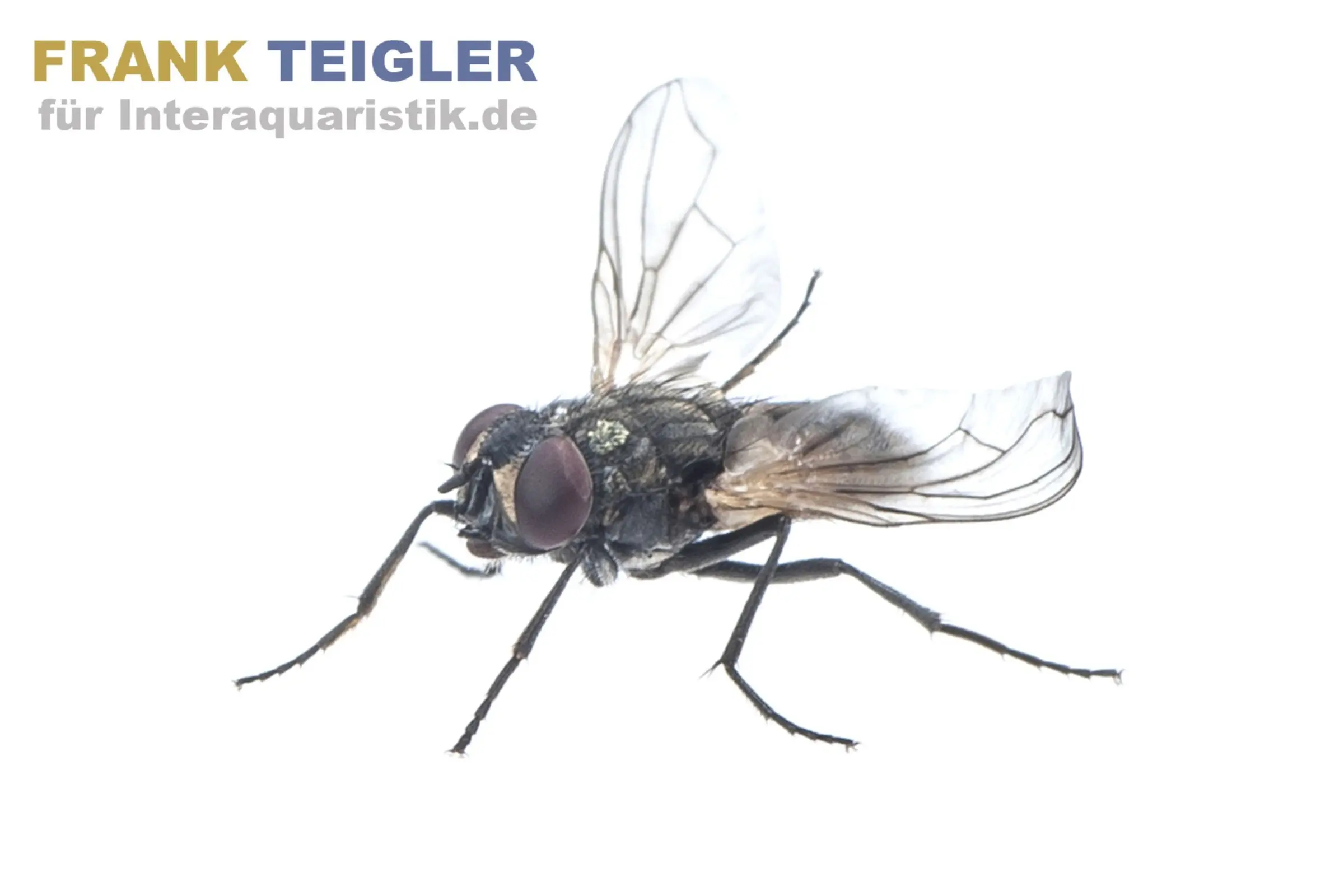 Mouches frisées / mouches aptères, Terflys, souche d’élevage 500 ml