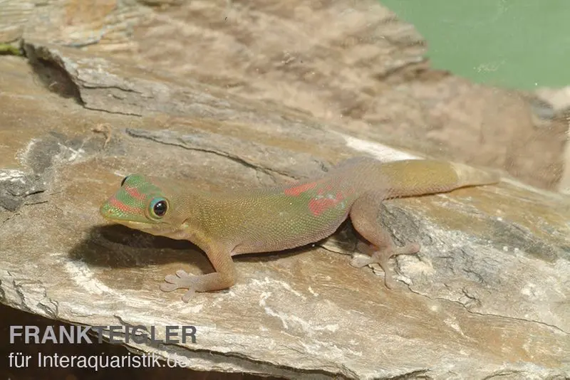 Gecko diurne poussière d’or, Phelsuma laticauda