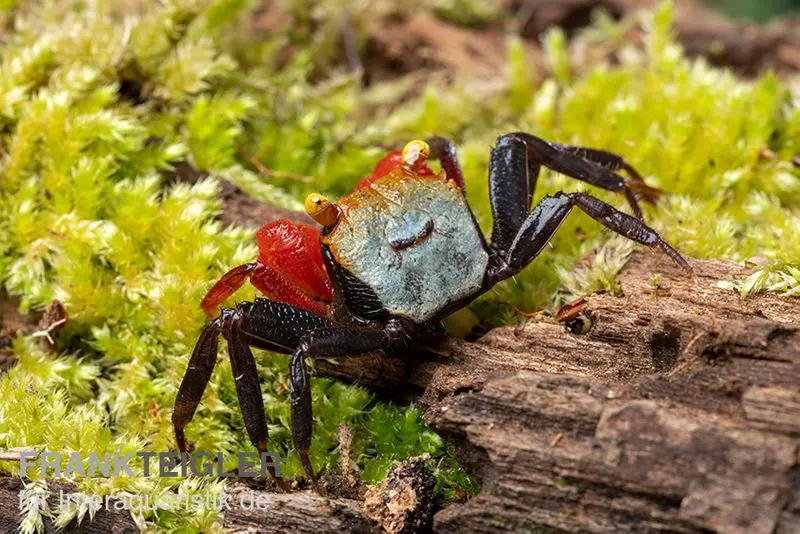 Crabe vampire Roux, Geosesarma cf. rouxi