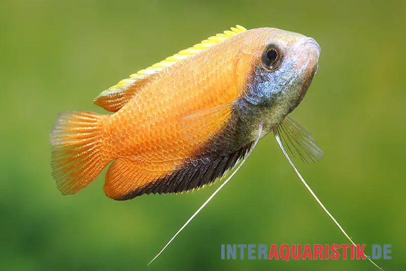 Gourami miel, Colisa chuna natur