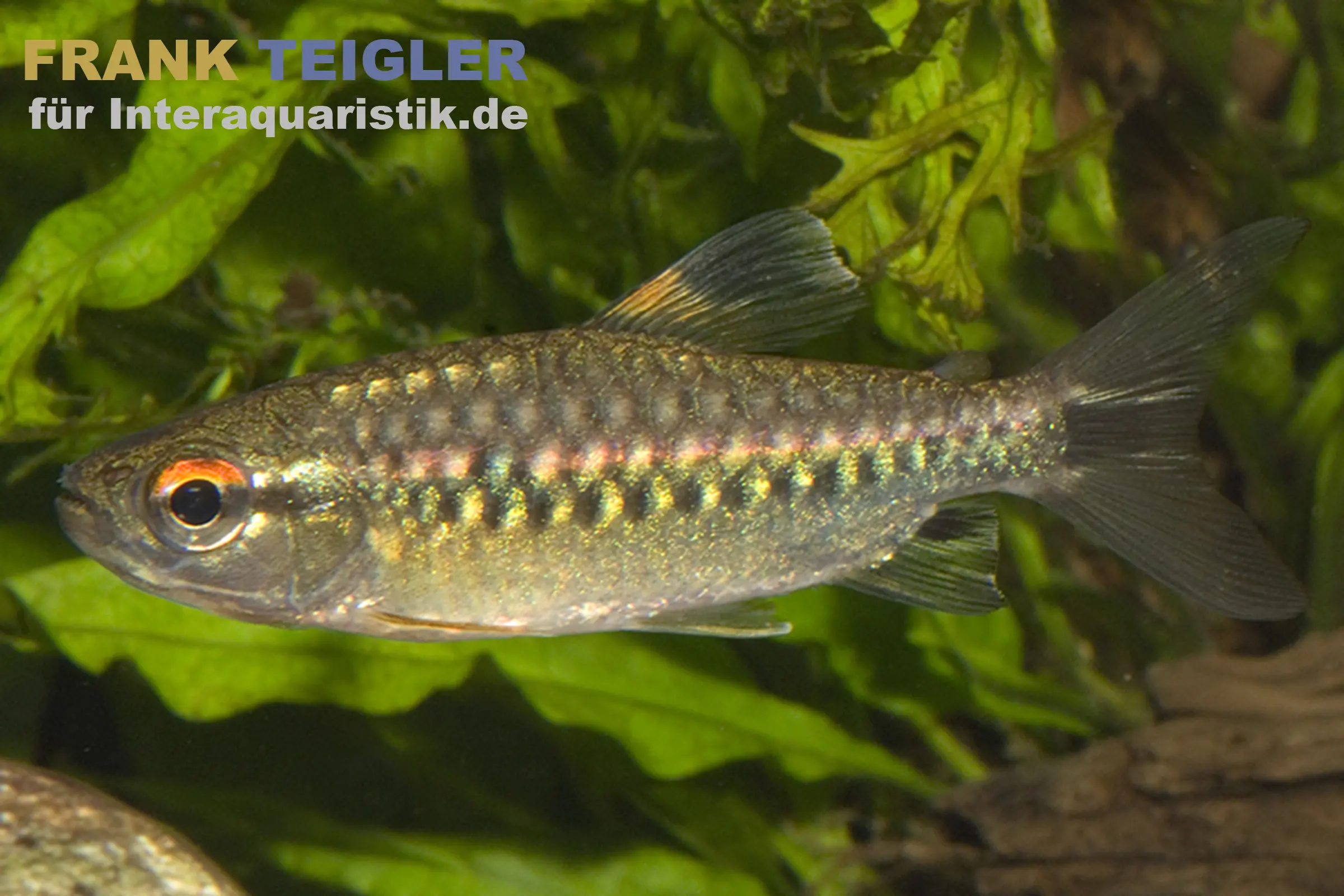 Grand tétra africain à grandes écailles, Arnoldichthys spilopterus