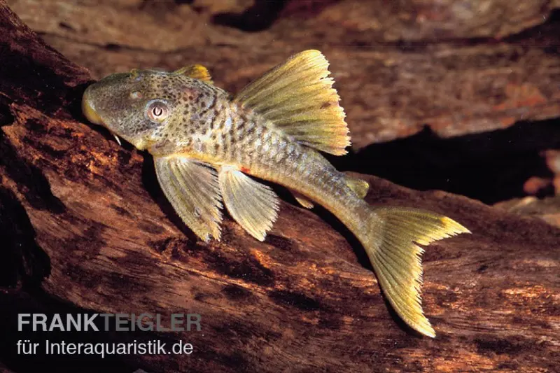 Pseudocorydoras à bordure blanche, silure L141 / L215 Ancistomus snethlageae, 6-8 cm
