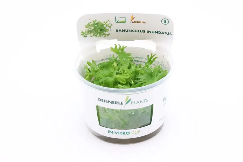 Renoncule des rivières, Ranunculus inundatus, In Vitro
