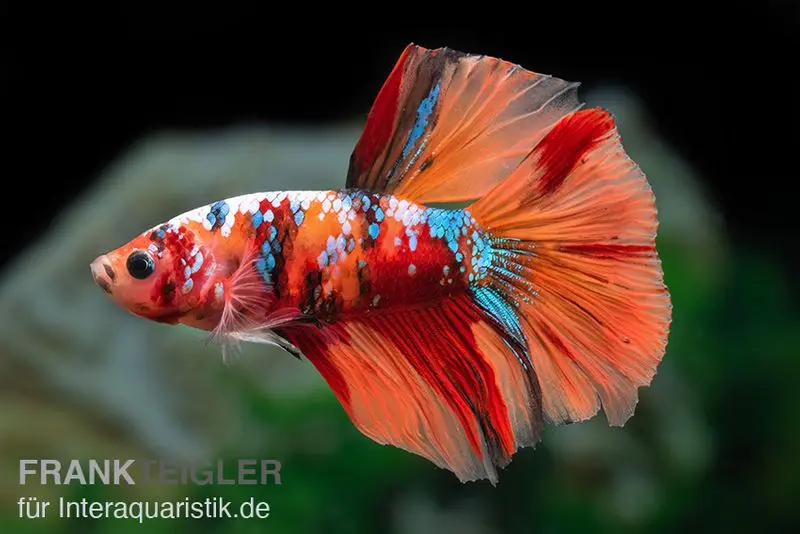Combattant Halfmoon Koi mâle, Betta Halfmoon Koi, issu d’élevage