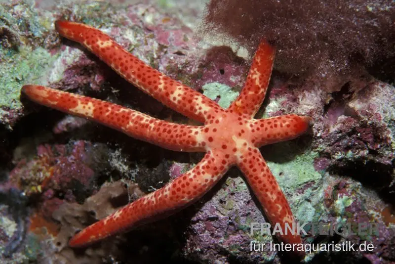 Étoile de mer comète, Linckia multifora