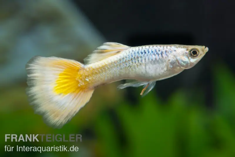 Guppy German yellow, Poecilia reticulata, vendu par couple